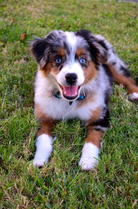 Mini Aussie | Really cute dogs