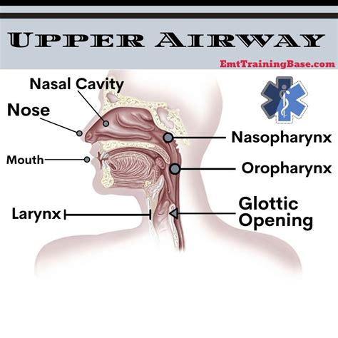 An Overview of Airway Anatomy - EMT Training Base