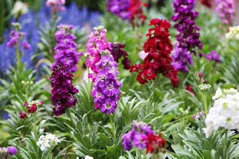 How to Grow and Care for Stock Flowers (Matthiola incana)