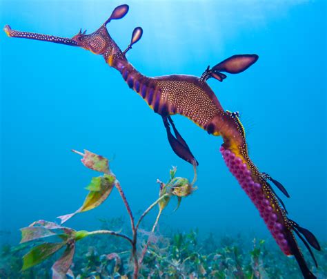 Marine Species: Weedy Seadragon • Scuba Diver Life | Weedy sea dragon ...