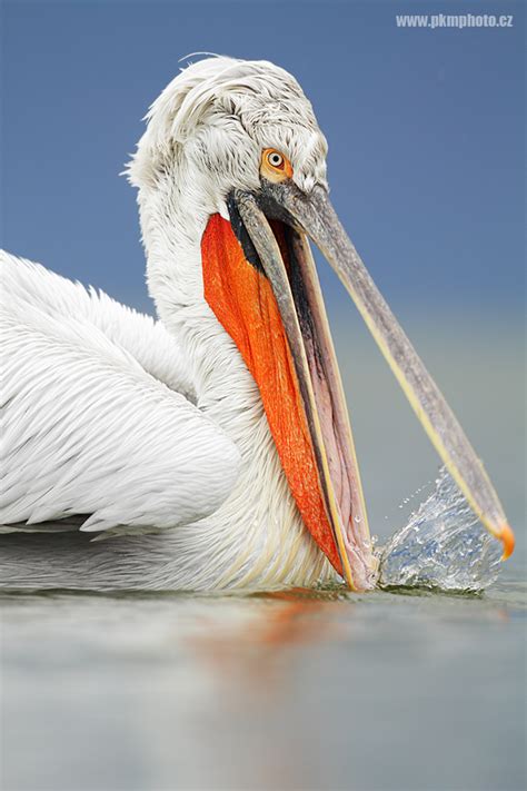 Lake Kerkini Pelicans / Pelikáni na jezeře Kerkini | pkmphoto.cz