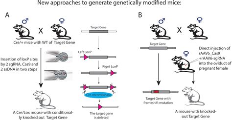 Applications of CRISPR/Cas9 technology in biomedicine