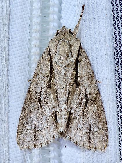 Acronicta - Acronicta lobeliae - BugGuide.Net