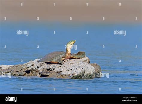 Ganges soft shelled turtle hi-res stock photography and images - Alamy