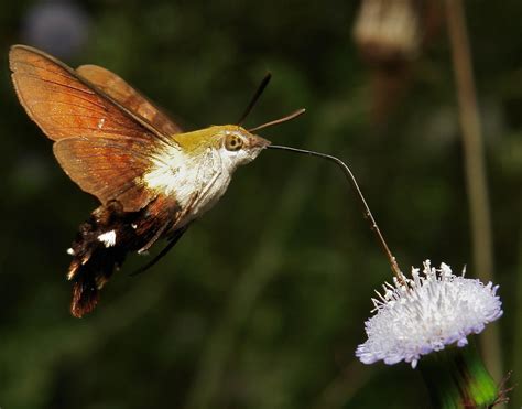 Hummingbird Hawk-moth: Identification, Life Cycle, Facts & Pictures