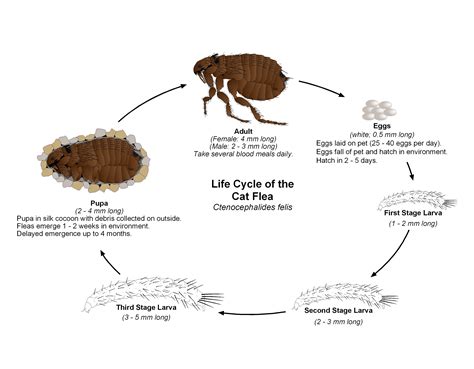 Fleas - Muskoka Pest Control