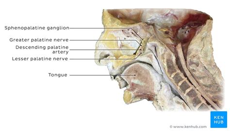 Pterygopalatine ganglion: Anatomy, location and function | Kenhub