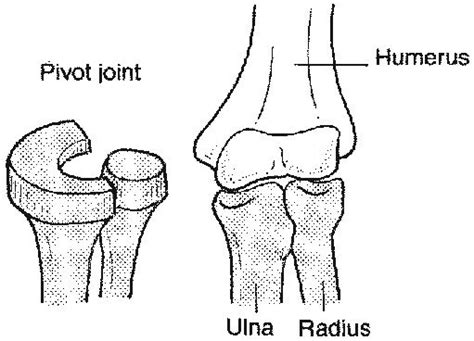 Pivot joint : one of the synovial joint. Uniaxial . Like head of radius ...