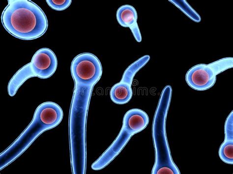 Tetanus bacteria stock illustration. Illustration of biology - 2202408