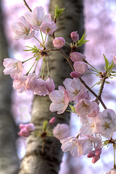 Japanese Flowers