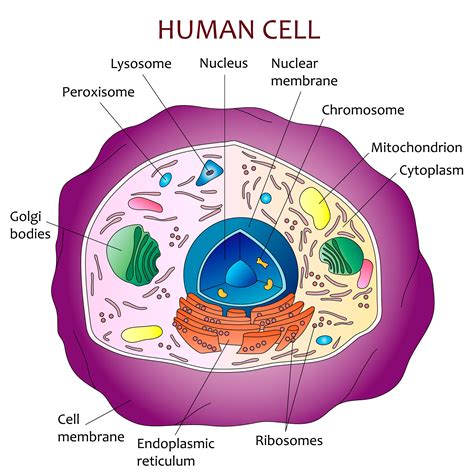 Human cell diagram | Etsy