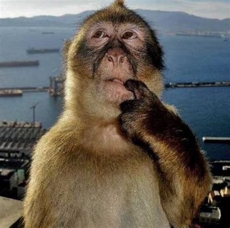 Confused Monkey Meme