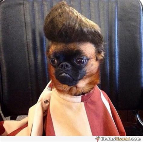 35 funny dog haircuts: These dogs are the real victims of laughter here!