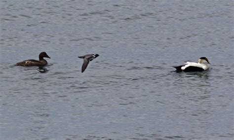 Ancient Murrelet - Seal Island National Wildlife Refuge by Keenan ...