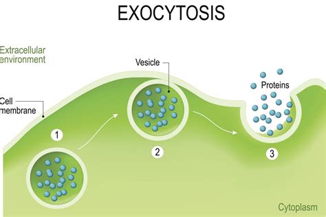 Example Of Endocytosis And Exocytosis