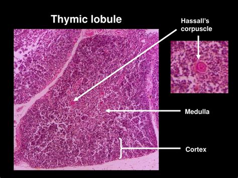 PPT - Thymus PowerPoint Presentation, free download - ID:1483566