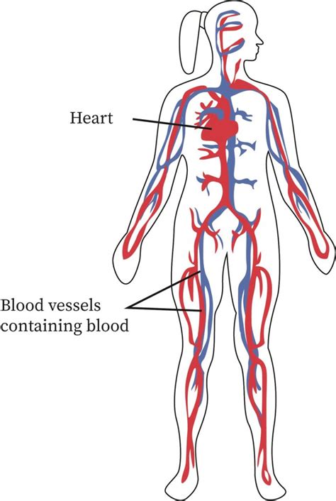 Circulatory System Organs And Functions