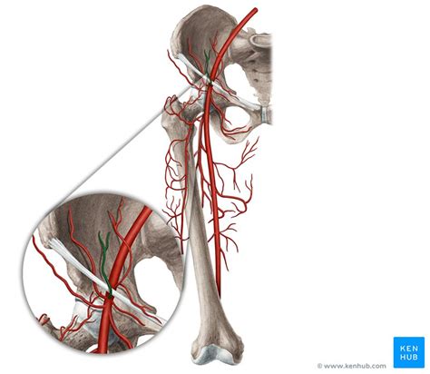 Superficial epigastric artery: Anatomy, branches, supply | Kenhub