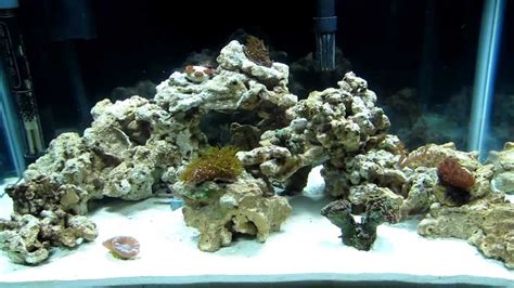 10 Gallon Saltwater Aquarium: Update #3 (Day 47) - YouTube