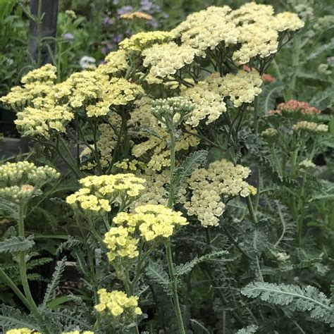 Achillea 'Anthea' | Yellow House Heritage Perennials