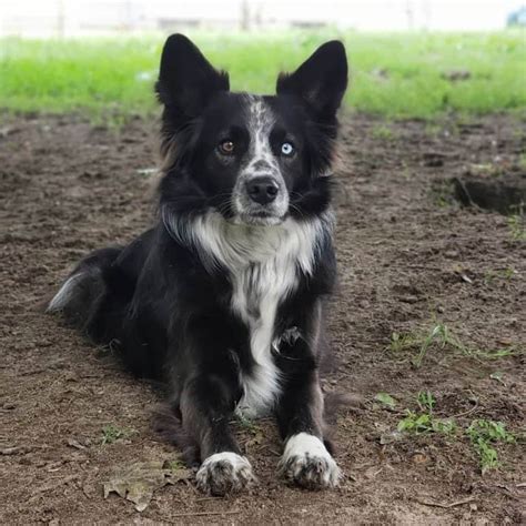 57+ Border Collie Australian Shepherd Pups Pic - Bleumoonproductions