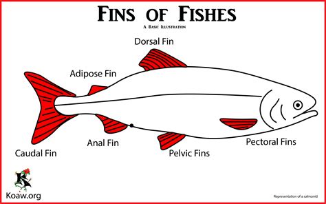 Fins of Fishes — Koaw Nature