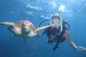 Snorkelling Cairns