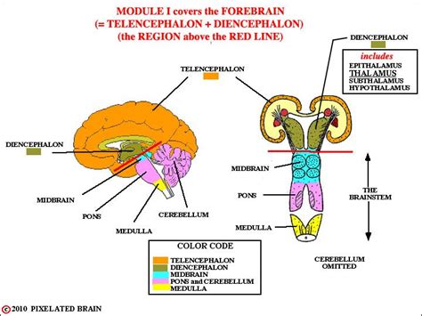 nhc anatomy and physiology i interactive tutorials ...