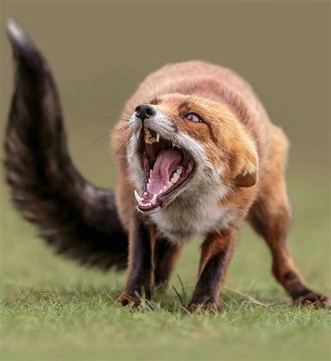 Arno van Zon #FineArtPhotography | Angry animals, Animals, Wildlife animals