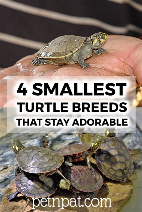 5 SMALL Turtle Breeds: The Smallest Turtles In The World [2024 ...