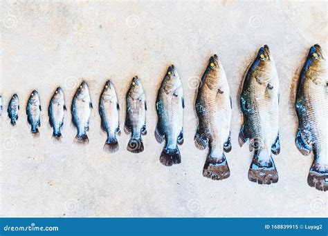 Dans La Ligne, Poissons De Différentes Tailles Pas De Croissance De ...