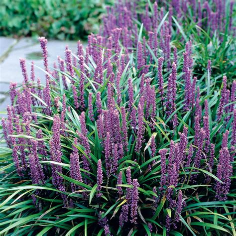 Pack Lavender Ground Cover at Lowes.com