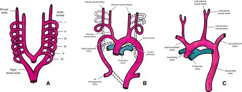 Aortic Arch Embryology