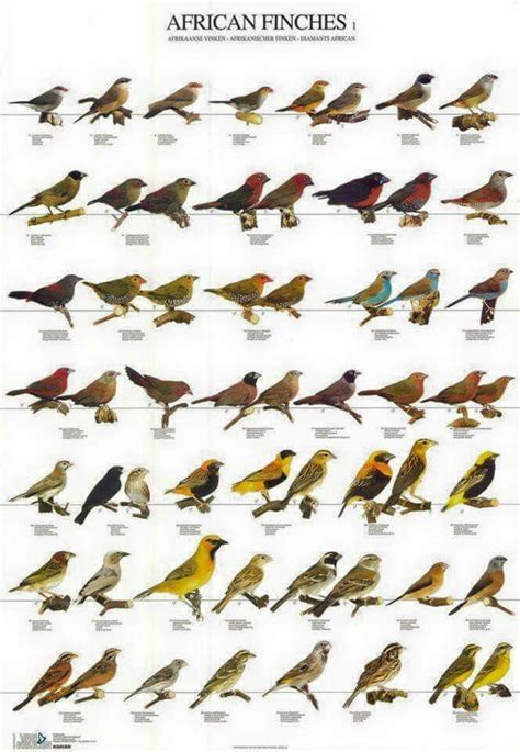 African Finches | Finches bird, Canary birds, Bird breeds