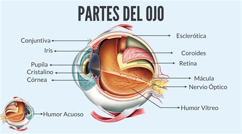 ᐅ Las 12 PARTES del OJO HUMANO: Conoce su Anatomía