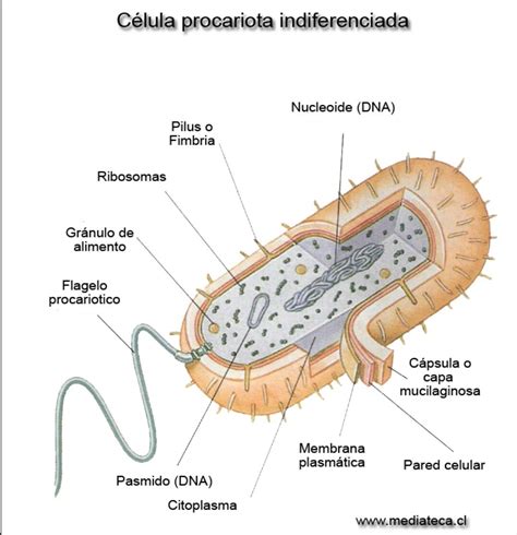 Celula Procariota Con Partes | Porn Sex Picture