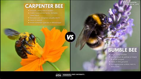 How To Treat A Carpenter Bee Sting - Picture Of Carpenter