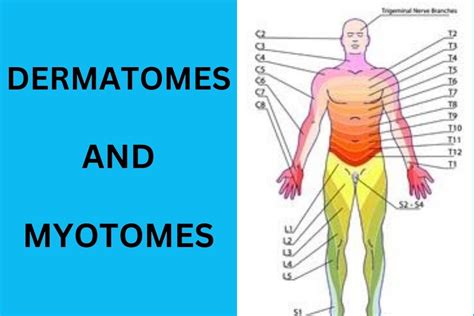 Dermatomes Arm Hand Anatomy