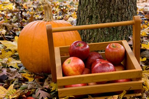 Where to Pick Your Own Apples and Pumpkins in Washington | Washingtonian