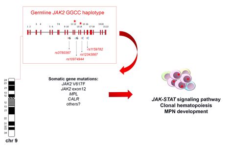 The JAK2 GGCC (46/1) Haplotype in Myeloproliferative Neoplasms: Causal ...