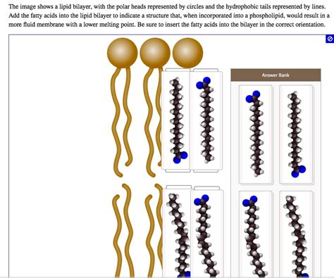 the image shows lipid bilayer with the polar heads represented by ...