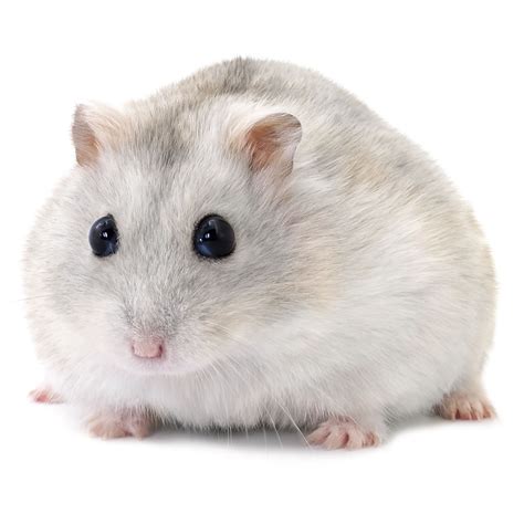 Female Winter White Hamster For Sale - Live Small Pets | PetSmart