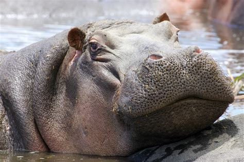 Hippo’s: Africa’s Most Dangerous Animal