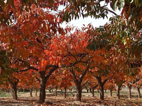 How to find, harvest and enjoy American persimmon - Farm and Dairy