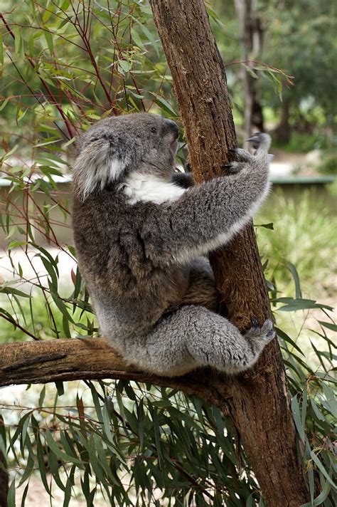 Tree Hugging Koala Photograph by Graham Palmer