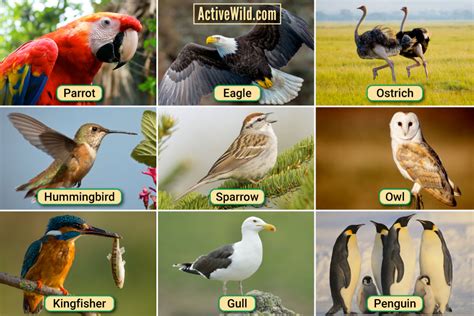 Types Of Birds In The World - Design Talk