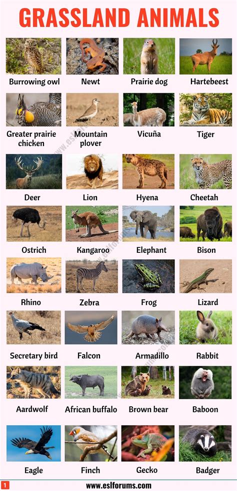 Grassland Animals: List of 80+ Grassland Animals in English with ESL ...