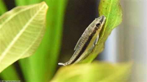 Otocinclus Catfish: Care, Food, Size & Algae Eating