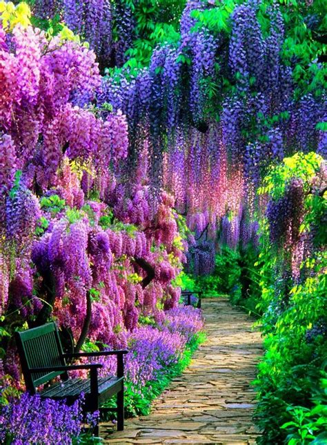 Wisteria Tunnel Kawachi Fuji Garden Japan 1 | Beautiful gardens ...