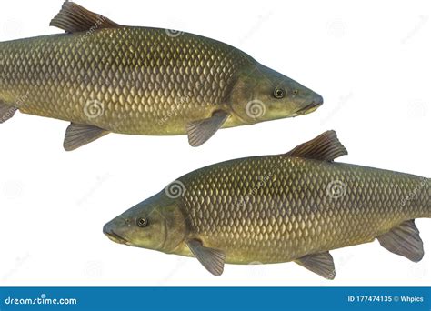 Common Barbel, Barbus Barbus, is a Species of Freshwater Fish Stock ...